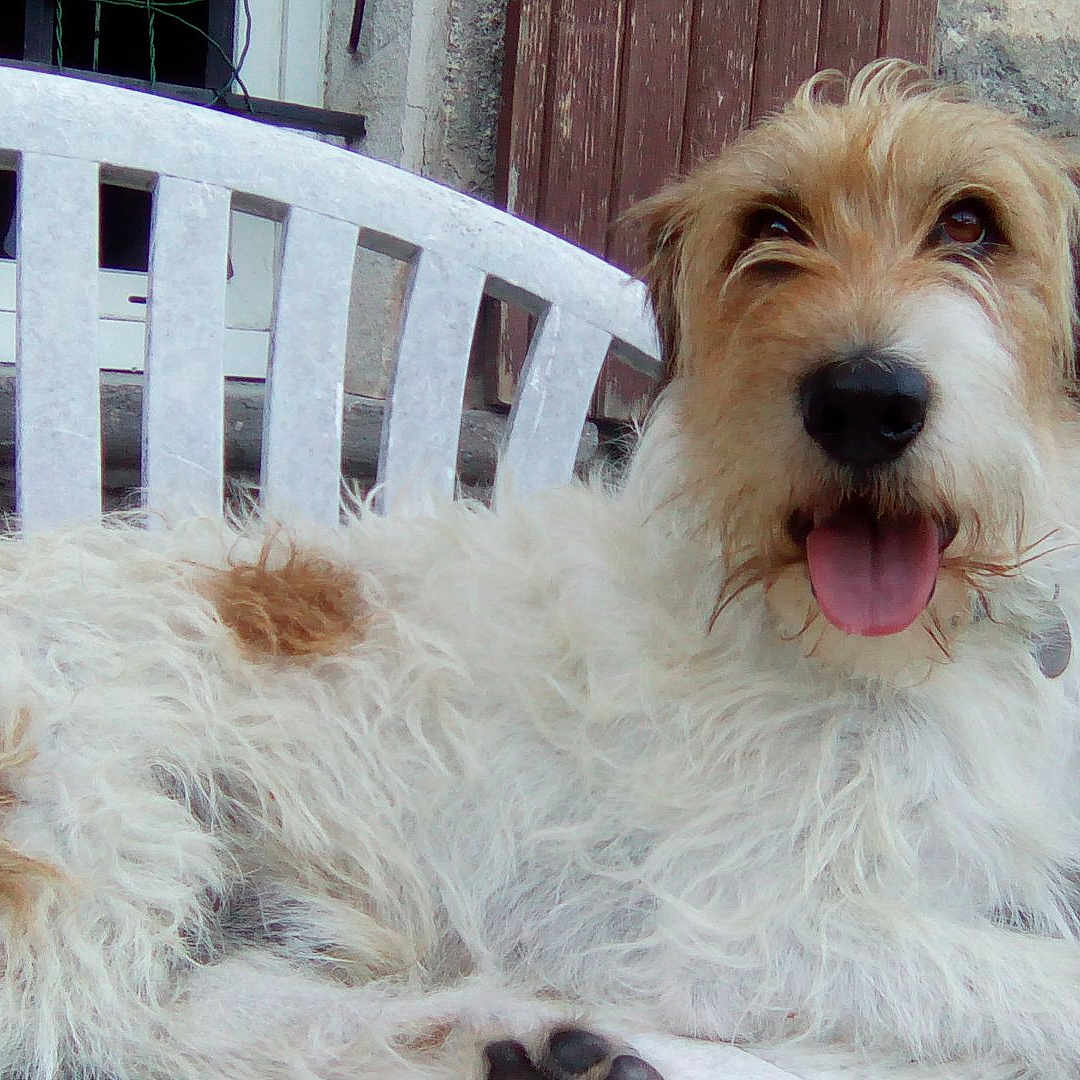 Nougat participe au concours pour gagner de l'argent avec cette photo : animal, bench, canine, chair, couch, dog, furniture, grass, homedecor, hound, jar, pet, plant, planter, pottedplant, pottery, puppy, terrier, vase, whitedog
