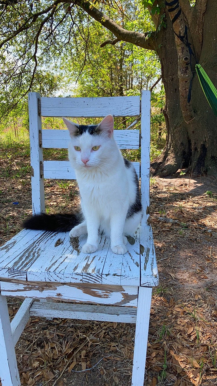 Edward joined the competition — help win amazing prizes! carnivore, cat, chair, domestic_short_haired_cat, fawn, felidae, fur, grass, leaf, mammal, outdoor_furniture, plant, rectangle, shade, small_to_medium_sized_cats, tail, tree, trunk, whiskers, wood