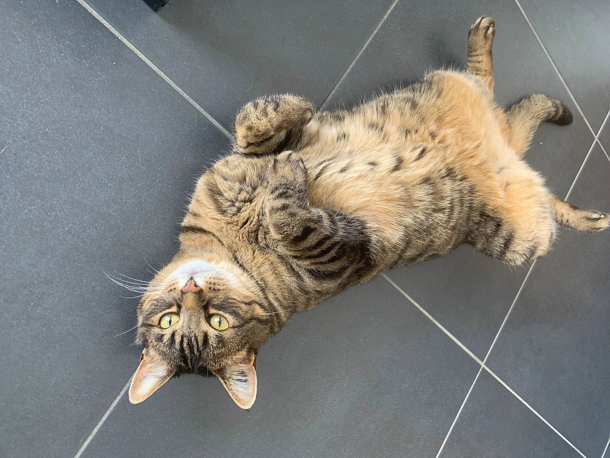 Disco participe au concours pour gagner de l'argent avec cette photo : carnivore, cat, claw, domestic_short_haired_cat, felidae, fur, paw, small_to_medium_sized_cats, snout, tail, terrestrial_animal, whiskers, wildlife, wing, wood