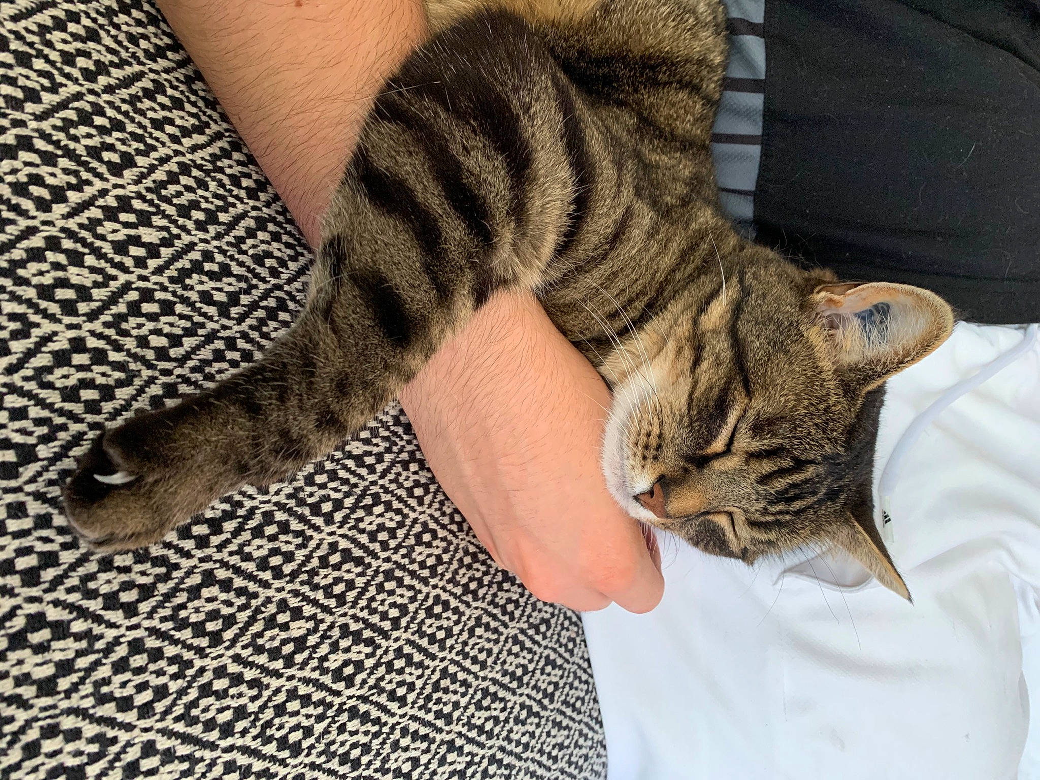 Disco participe au concours pour gagner de l'argent avec cette photo : arm, carnivore, cat, comfort, domestic_short_haired_cat, fawn, felidae, flooring, foot, fur, grey, human_leg, nail, pattern, small_to_medium_sized_cats, snout, tail, textile, thigh, whiskers