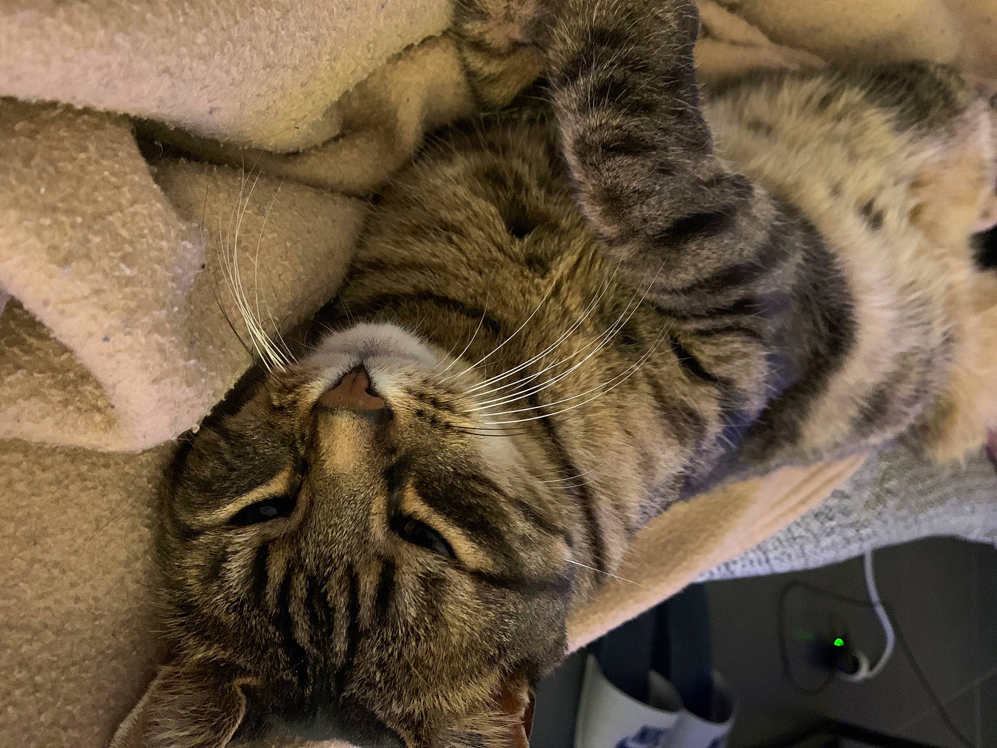 Disco a rejoint le concours — aidez-le/la à gagner de superbes lots ! carnivore, cat, claw, comfort, domestic_short_haired_cat, felidae, fur, grey, nap, paw, sleep, small_to_medium_sized_cats, snout, terrestrial_animal, whiskers, wildlife