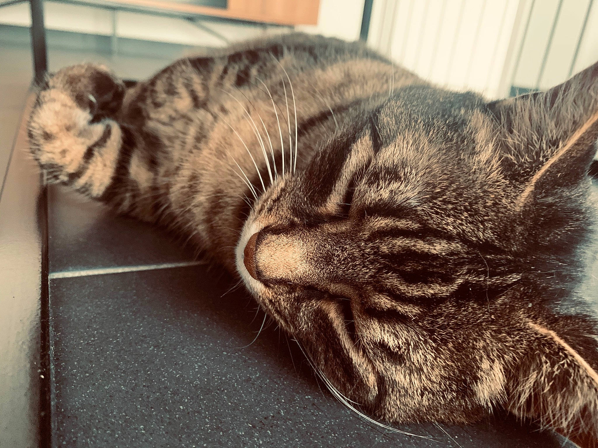 Disco participe au concours pour gagner de l'argent avec cette photo : carnivore, cat, claw, comfort, domestic_short_haired_cat, felidae, fur, grey, nap, paw, sleep, small_to_medium_sized_cats, snout, tail, terrestrial_animal, whiskers, wildlife, window