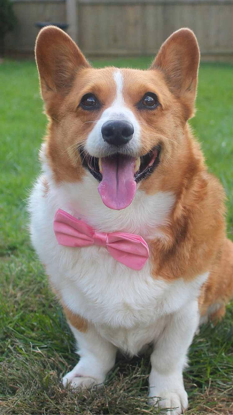 Dylan is registered to the contest to win money with this photo: canidae, cardigan_welsh_corgi, carnivore, collar, companion_dog, dog, dog_breed, fawn, fur, grass, grass_family, herding_dog, icelandic_sheepdog, pembroke_welsh_corgi, snout, sporting_group, tail, tongue, welsh_corgi, whiskers