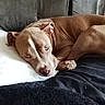 dog, brown_dog, pet, lying_down, couch, pillow, resting, indoors, relaxed, canine, fur, ears, eyes, snout, comfort, sleepy, home, soft_texture, domestic_animal, companion