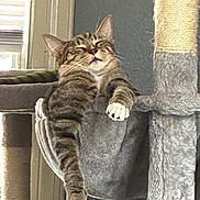 Bubbles joined the competition — help win amazing prizes! animal, cat, cat_hammock, cat_tree, claws, cozy, domestic_cat, feline, fur, home, indoor, natural_light, paw, pet, relaxed, resting, sleepy, tabby_cat, whiskers, window