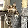 animal, cat, cat_hammock, cat_tree, claws, cozy, domestic_cat, feline, fur, home, indoor, natural_light, paw, pet, relaxed, resting, sleepy, tabby_cat, whiskers, window