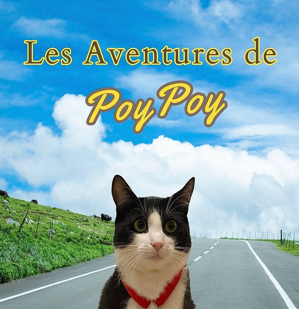 Poypoy a rejoint le concours — aidez-le/la à gagner de superbes lots ! asphalt, carnivore, cat, cloud, cumulus, felidae, font, grass, happy, horizon, landscape, morning, natural_landscape, nature, plant, road, sky, small_to_medium_sized_cats, tree, whiskers