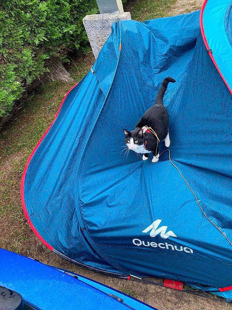 Poypoy a rejoint le concours — aidez-le/la à gagner de superbes lots ! azure, bag, blue, camping, electric_blue, grass, green, hiking_equipment, leisure, plant, recreation, shade, tarpaulin, tent, tree