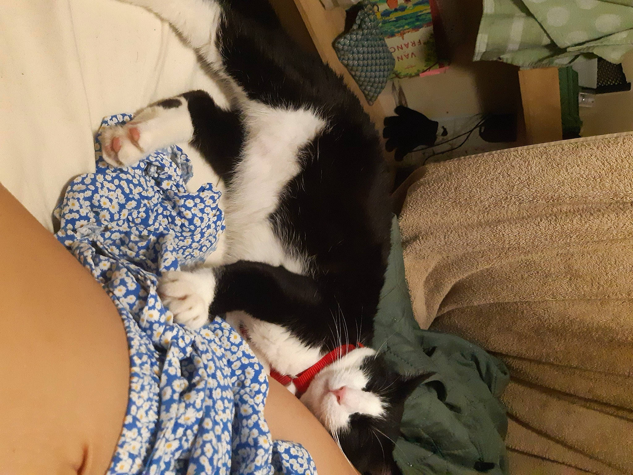 Poypoy participe au concours pour gagner de l'argent avec cette photo : canidae, carnivore, cat, claw, comfort, companion_dog, dog_breed, domestic_short_haired_cat, felidae, fur, human_leg, lap, linens, mammal, paw, room, small_to_medium_sized_cats, tail, thigh, whiskers