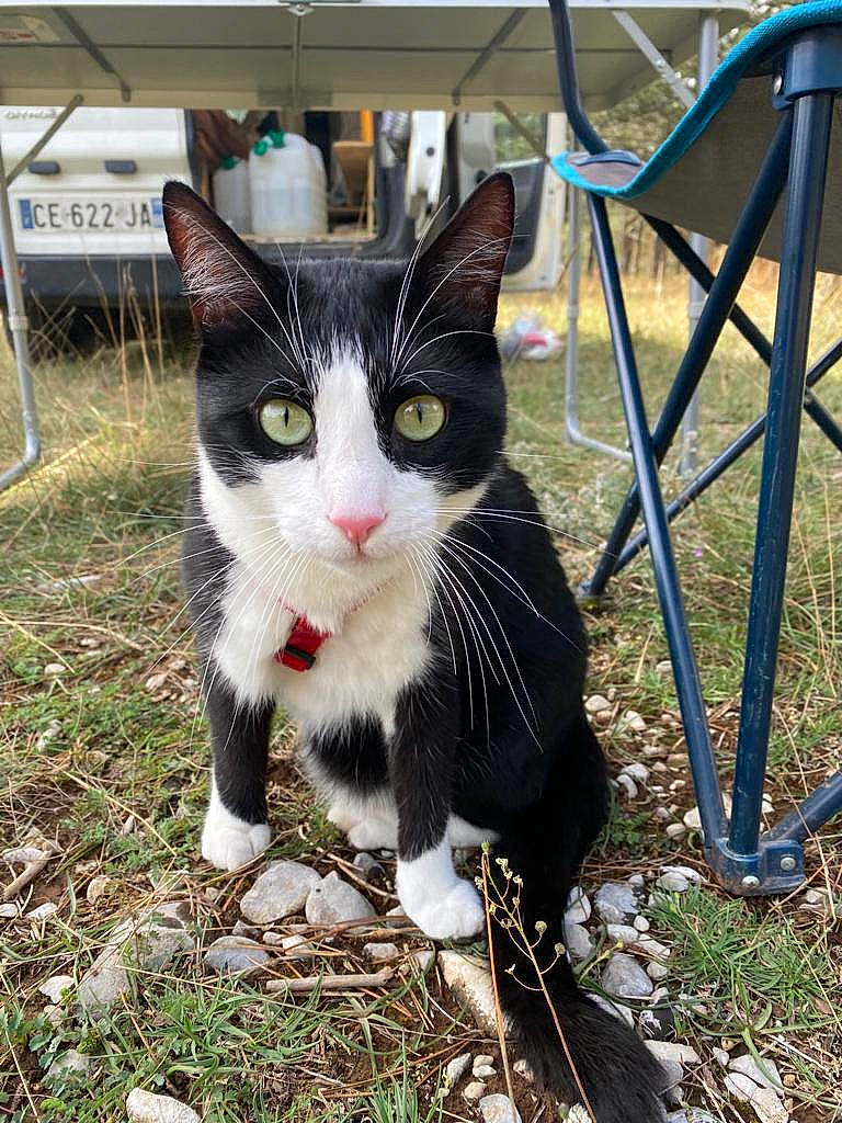 Poypoy participe au concours pour gagner de l'argent avec cette photo : black_cat, carnivore, cat, chair, domestic_short_haired_cat, felidae, fur, grass, outdoor_furniture, paw, photo_caption, plant, sitting, small_to_medium_sized_cats, soil, tail, terrestrial_animal, tree, whiskers