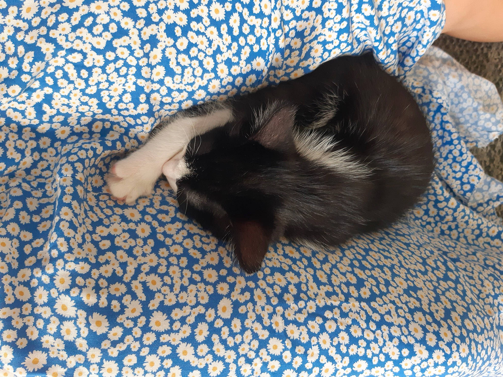 Yop a rejoint le concours — aidez-le/la à gagner de superbes lots ! canidae, carnivore, claw, comfort, companion_dog, dog, dog_breed, fawn, felidae, flooring, fur, mustelidae, nap, paw, rodent, small_to_medium_sized_cats, snout, sporting_group, tail, whiskers