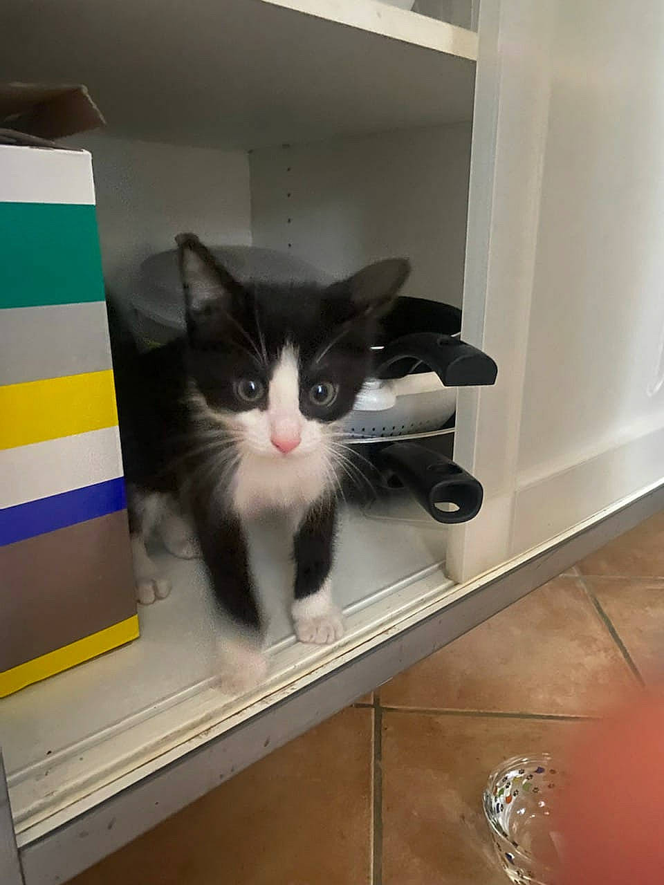 Yop a rejoint le concours — aidez-le/la à gagner de superbes lots ! box, cardboard, carnivore, cat, domestic_short_haired_cat, felidae, floor, flooring, fur, hardwood, packaging_and_labeling, paper, pet_supply, room, shelf, shelving, small_to_medium_sized_cats, tail, whiskers, wood