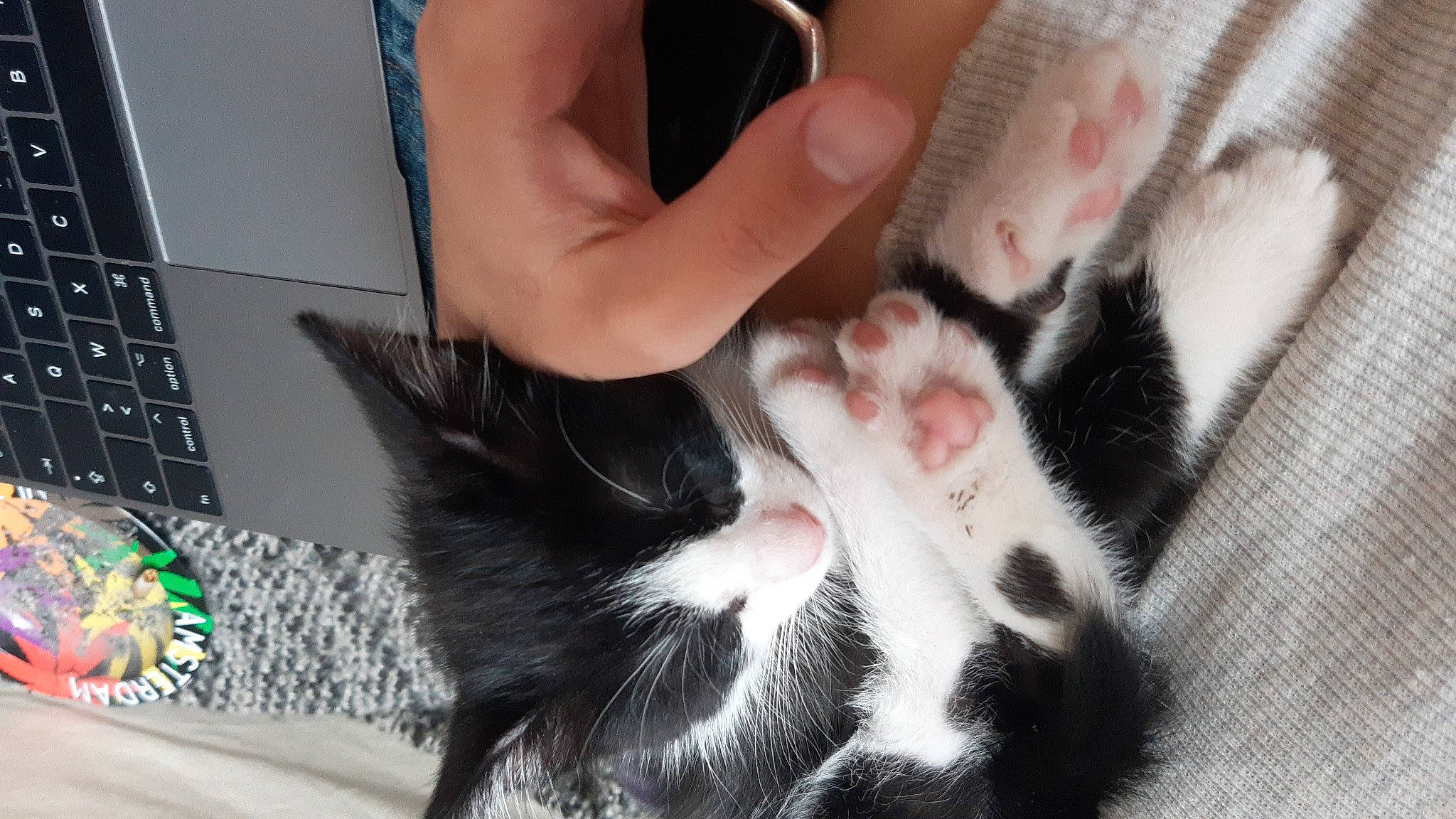 Yop participe au concours pour gagner de l'argent avec cette photo : carnivore, cat, claw, comfort, computer_keyboard, domestic_short_haired_cat, eye, felidae, finger, foot, fur, gesture, hand, human_leg, nail, paw, small_to_medium_sized_cats, snout, tail, whiskers