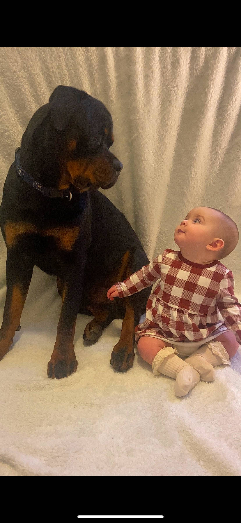 Hadley joined the competition — help win amazing prizes! brown, canidae, carnivore, companion_dog, curtain, dog, dog_breed, fawn, fur, gesture, liver, mammal, person, rottweiler, sleeve, snout, sporting_group, toy, vertebrate, wood
