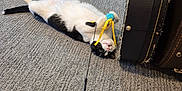 Pigeon is registered to the contest to win money with this photo: cat, black_and_white_cat, toy, carpet, guitar_case, indoor, playful, pet, animal, lying_down, floor, ribbon, musical_equipment, relaxed, feline, whiskers, claws, ears, tail, home