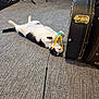 cat, black_and_white_cat, toy, carpet, guitar_case, indoor, playful, pet, animal, lying_down, floor, ribbon, musical_equipment, relaxed, feline, whiskers, claws, ears, tail, home
