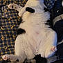 Pigeon is registered to the contest to win money with this photo: cat, black_and_white, lying_down, blanket, checkered, couch, pet, indoor, fur, whiskers, paw, tail, relaxed, cute, cozy, animal, feline, domestic, sleepy, playful