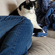 Pigeon is registered to the contest to win money with this photo: cat, black_and_white_cat, couch, blue_blanket, jeans, blue_jeans, indoor, pet, feline, cozy, home, soft_furniture, relaxing, curious, green_eyes, domestic_animal, resting, seated, living_room, comfort