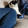 cat, black_and_white_cat, couch, blue_blanket, jeans, blue_jeans, indoor, pet, feline, cozy, home, soft_furniture, relaxing, curious, green_eyes, domestic_animal, resting, seated, living_room, comfort