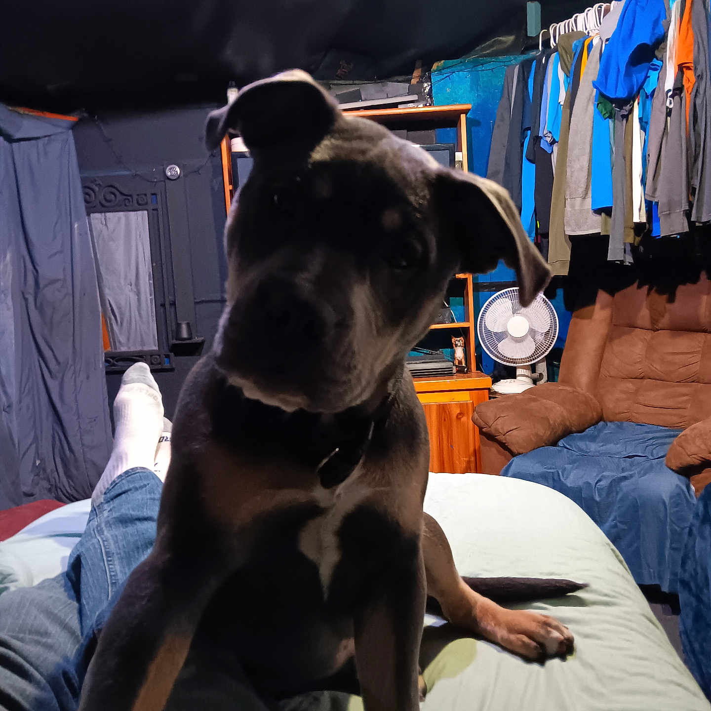 Keylow joined the competition — help win amazing prizes! bed, canine, casual, chair, clothing, curious, dog, fan, furniture, home, indoor, jeans, leaning, person, pet, portrait, relaxing, room, sitting, socks