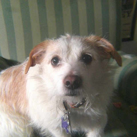 Chunks joined the competition — help win amazing prizes! animal, brown_ears, canine, collar, companion, couch, cute, dog, domestic, friendly, fur, furniture, indoor, looking_up, pet, seated, small_dog, striped, tag, white_fur