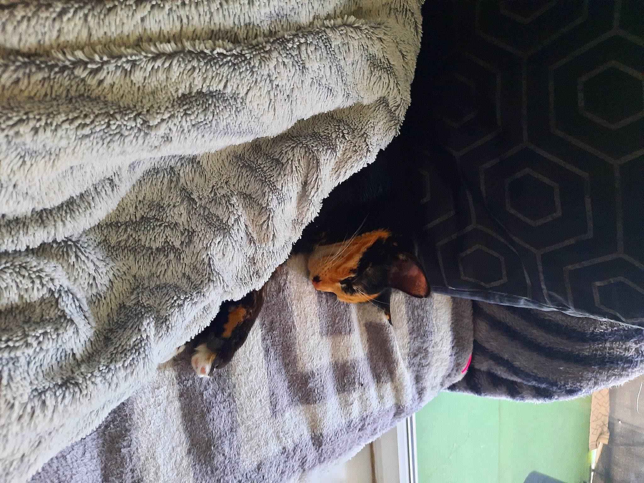 Chipie participe au concours pour gagner de l'argent avec cette photo : bedrock, ceiling, denim, felidae, freezing, fur, grey, linens, pattern, plant, rock, room, rope, thread, tree, trunk, winter, wood, wool, woven_fabric