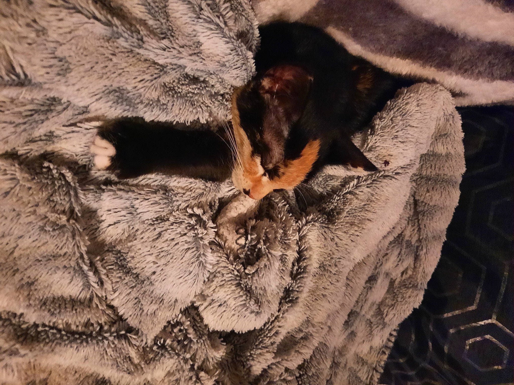 Chipie a rejoint le concours — aidez-le/la à gagner de superbes lots ! bat, carnivore, claw, dog, dog_breed, fawn, felidae, fur, paw, rock, small_to_medium_sized_cats, snout, soil, sporting_group, tail, tree, trunk, whiskers, wildlife, wood