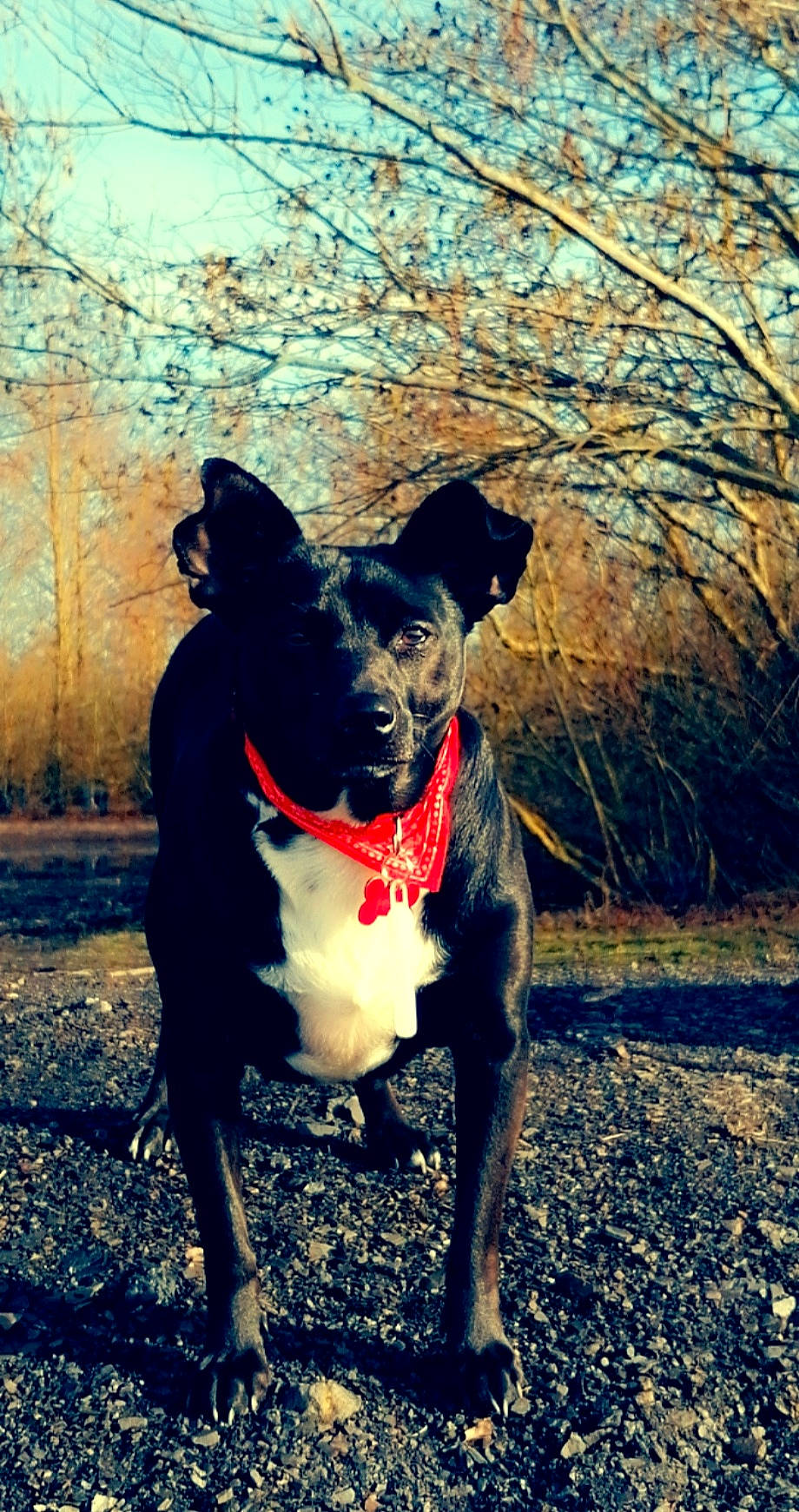 Kyara a rejoint le concours — aidez-le/la à gagner de superbes lots ! canidae, carnivore, collar, companion_dog, dog, dog_breed, dog_collar, electric_blue, eye, fawn, grass, plant, snout, sporting_group, sunlight, tints_and_shades, tree, whiskers, wood, working_animal