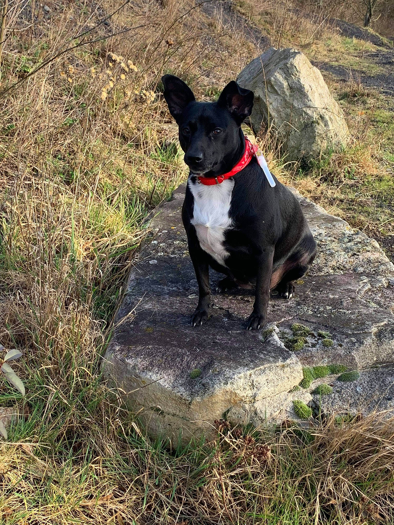 Kyara a rejoint le concours — aidez-le/la à gagner de superbes lots ! adventure, boston_terrier, canidae, carmine, carnivore, collar, companion_dog, dog, dog_breed, dog_collar, dog_supply, fawn, grass, leash, pet_supply, plant, snout, sporting_group, tail, working_animal