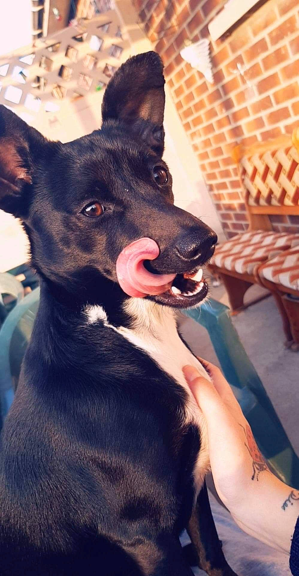 Kyara a rejoint le concours — aidez-le/la à gagner de superbes lots ! american_hairless_terrier, australian_kelpie, canidae, carnivore, dog, dog_breed, ear, english_toy_terrier, feist, formosan_mountain_dog, hunting_dog, ibizan_hound, mammal, peruvian_hairless_dog, snout, toy_manchester_terrier, vertebrate