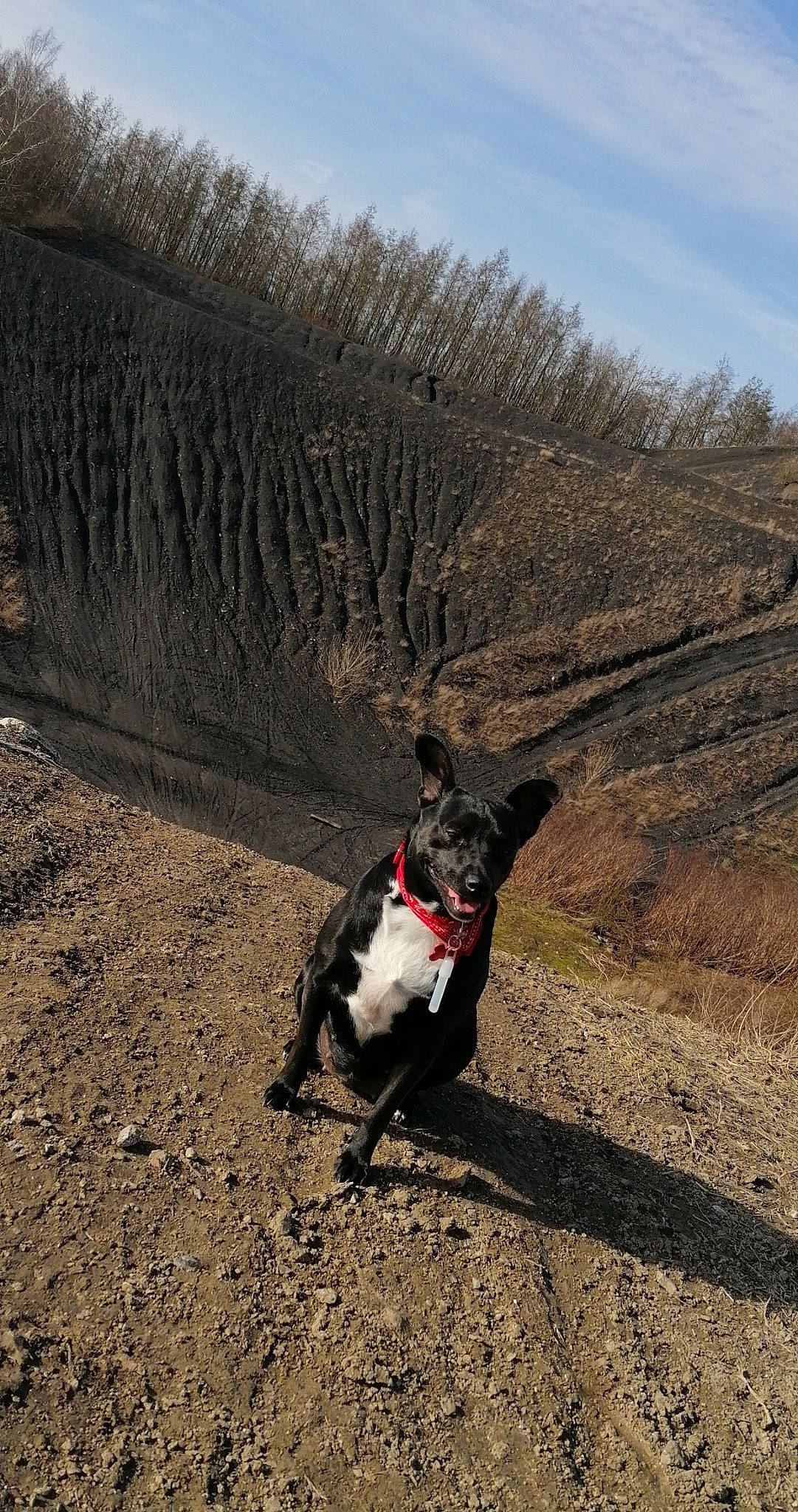 Kyara participe au concours pour gagner de l'argent avec cette photo : adventure, canidae, carnivore, cloud, collar, dog, dog_breed, fawn, grass, landscape, leash, plant, road, sky, slope, soil, sporting_group, tail, walking, working_animal