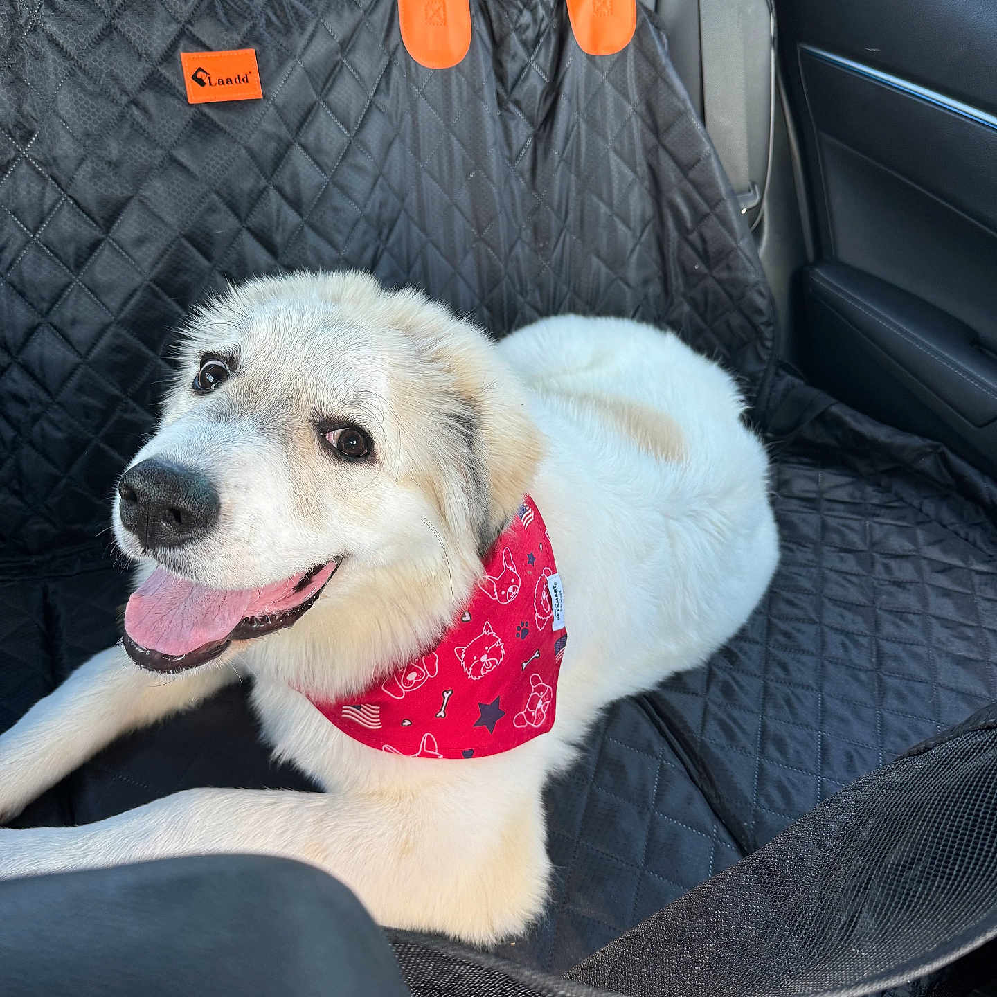 Max is registered to the contest to win money with this photo: accessories, animal, belt, canine, car, car_interior, carseat, cushion, dog, eskimodog, goldenretriever, homedecor, hound, husky, labradorretriever, pet, puppy, transportation, vehicle, whitedog