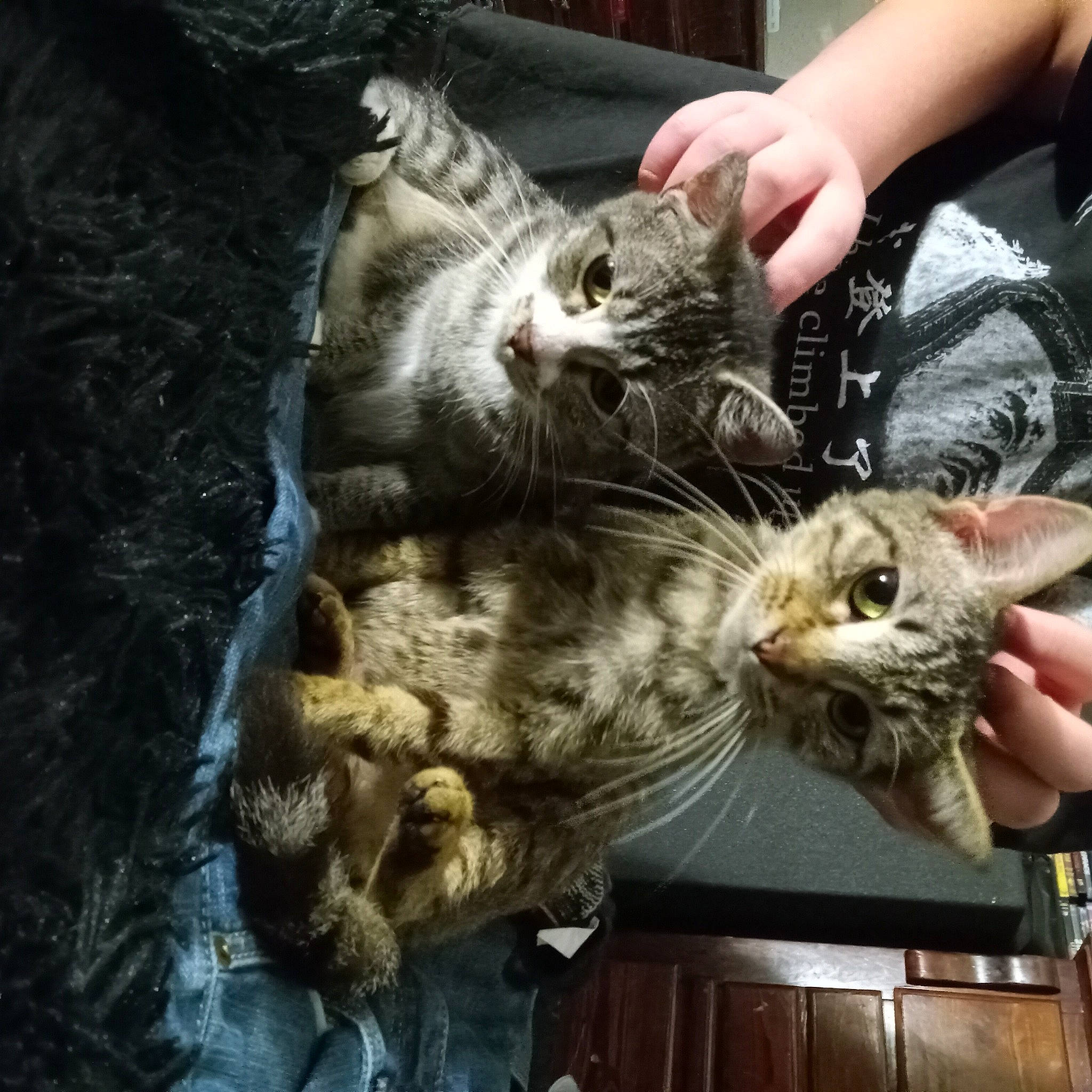 Princess Diana joined the competition — help win amazing prizes! carnivore, cat, claw, comfort, domestic_short_haired_cat, felidae, fur, lap, paw, small_to_medium_sized_cats, tail, whiskers