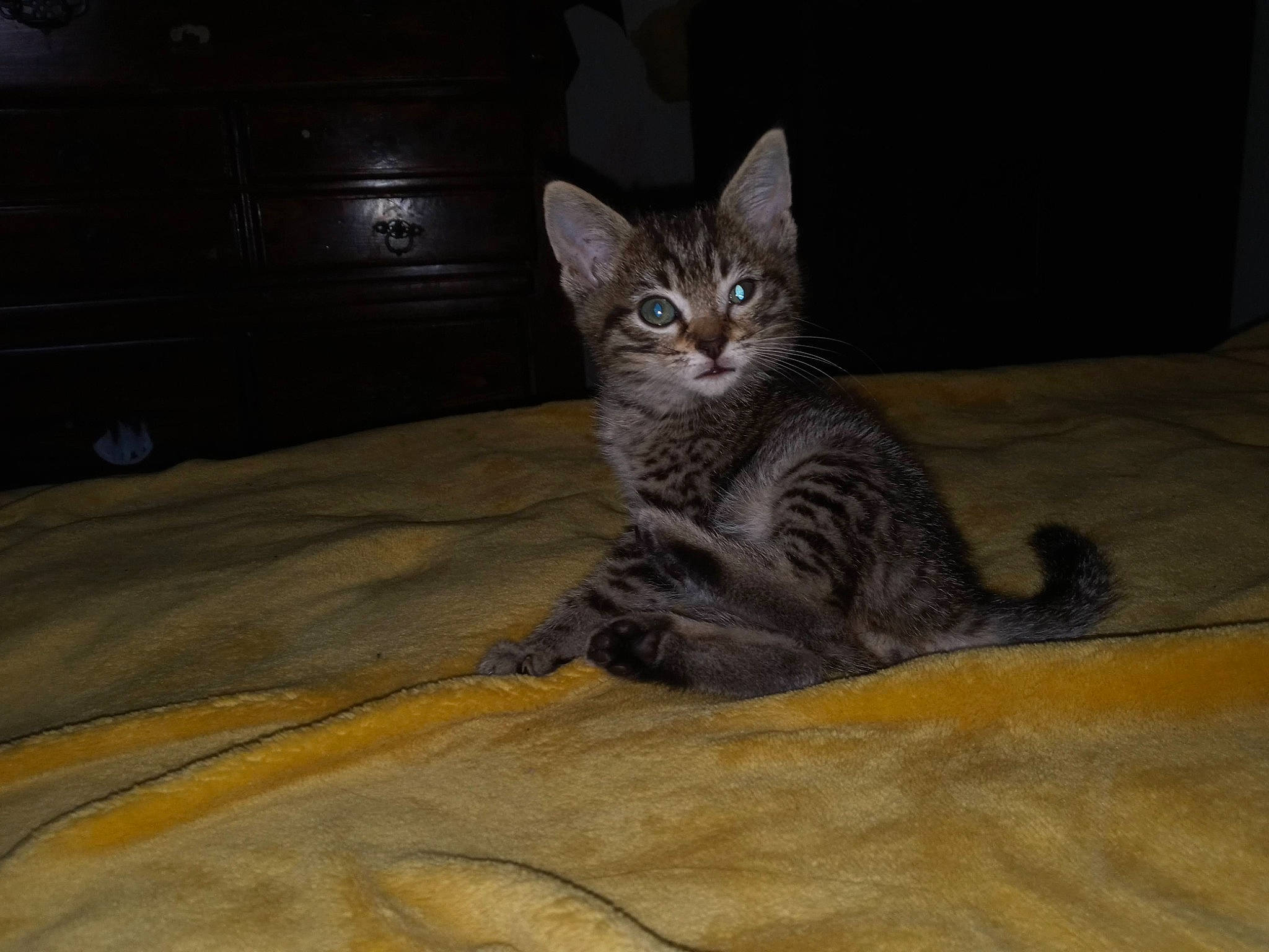 Princess Diana joined the competition — help win amazing prizes! cabinetry, carnivore, cat, chest_of_drawers, comfort, cupboard, domestic_short_haired_cat, door, drawer, dresser, felidae, floor, flooring, grey, hardwood, small_to_medium_sized_cats, snout, tail, whiskers, wood