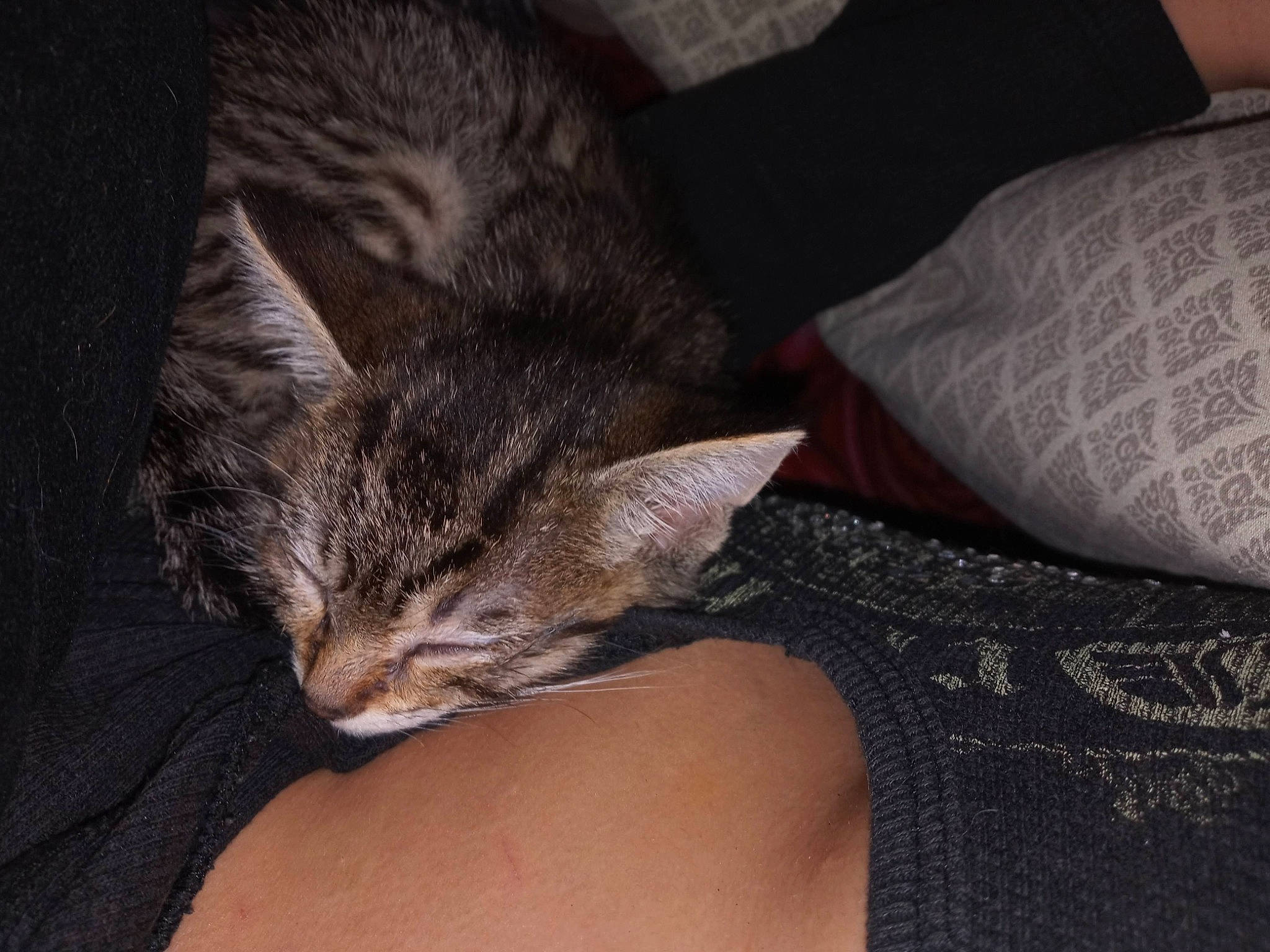 Princess Diana joined the competition — help win amazing prizes! carnivore, cat, claw, comfort, couch, darkness, domestic_short_haired_cat, ear, felidae, fur, nail, nap, paw, sleep, small_to_medium_sized_cats, snout, tail, terrestrial_animal, whiskers