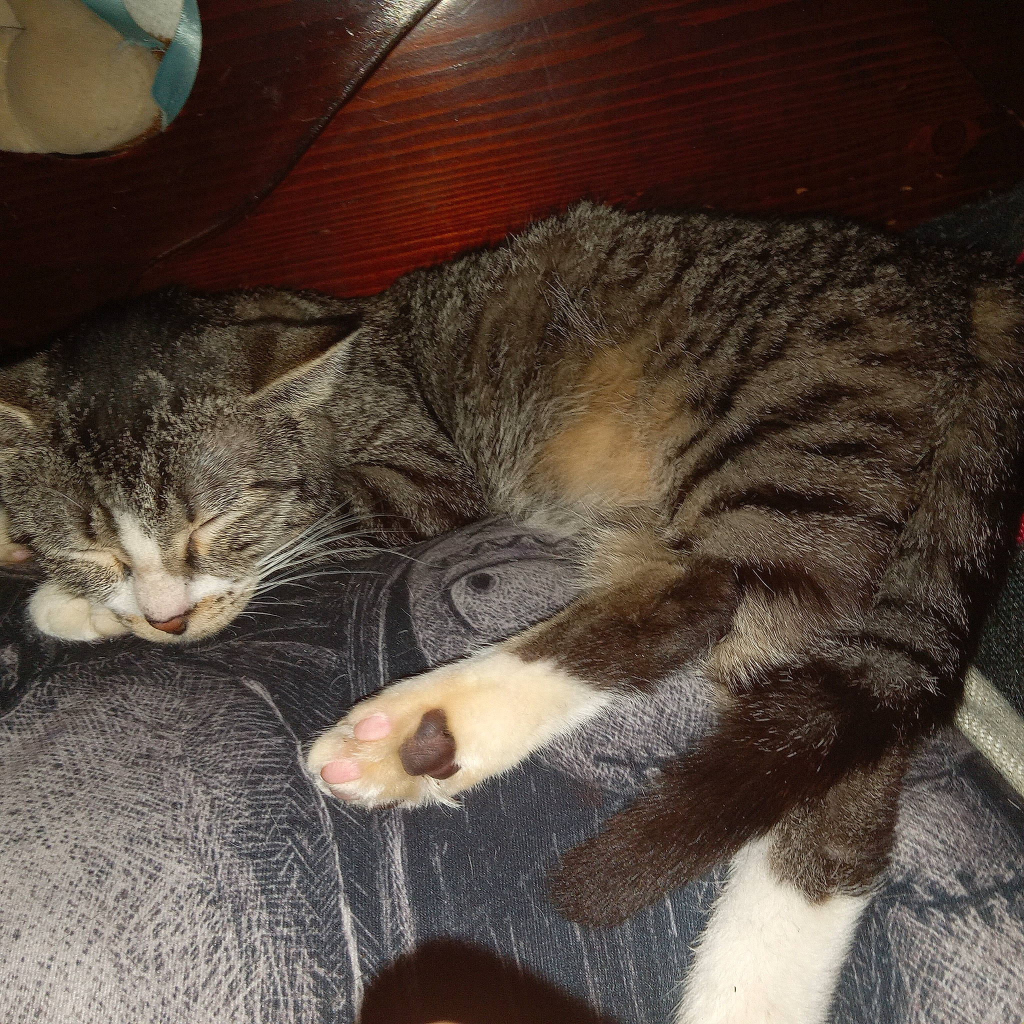 Paulita joined the competition — help win amazing prizes! carnivore, cat, claw, cloud, comfort, domestic_short_haired_cat, felidae, fur, grey, nap, paw, sky, sleep, small_to_medium_sized_cats, snout, tail, terrestrial_animal, whiskers, wildlife