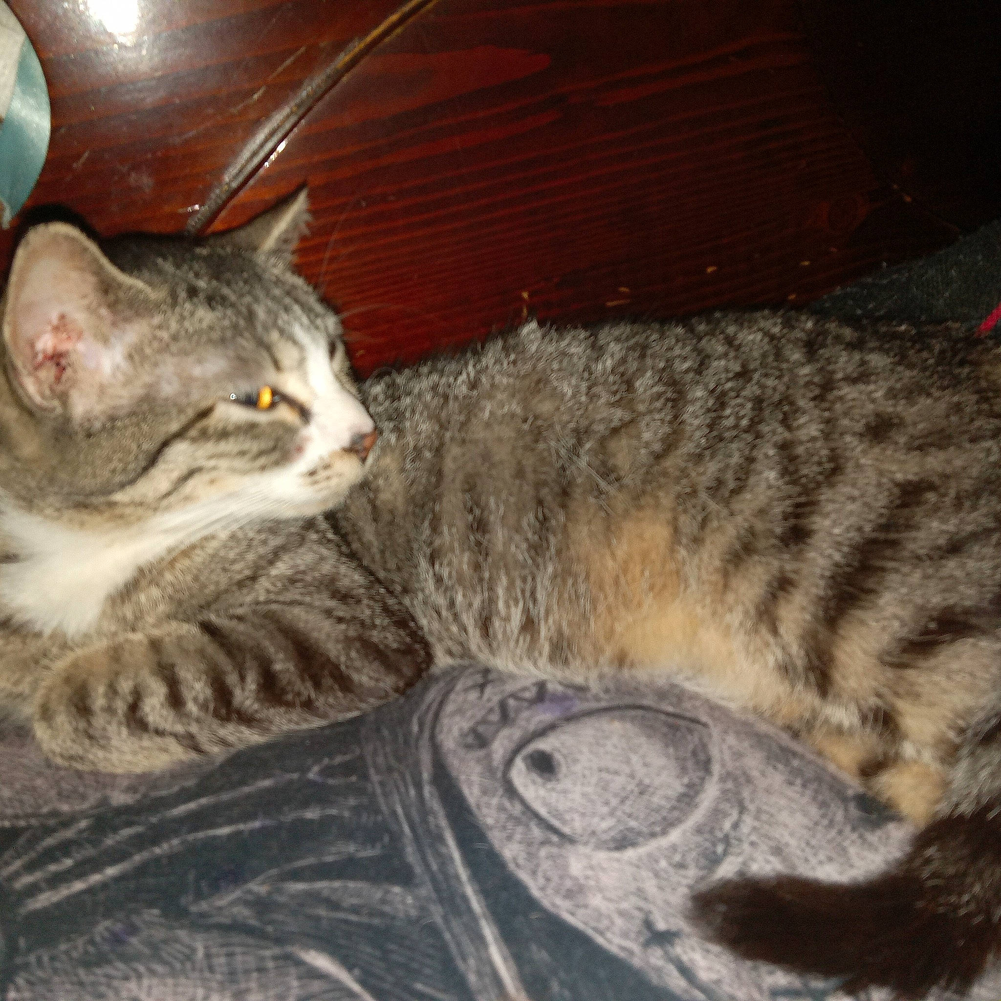 Paulita joined the competition — help win amazing prizes! carnivore, cat, claw, comfort, domestic_short_haired_cat, felidae, fur, grey, nap, paw, sleep, small_to_medium_sized_cats, snout, tail, terrestrial_animal, whiskers, wildlife