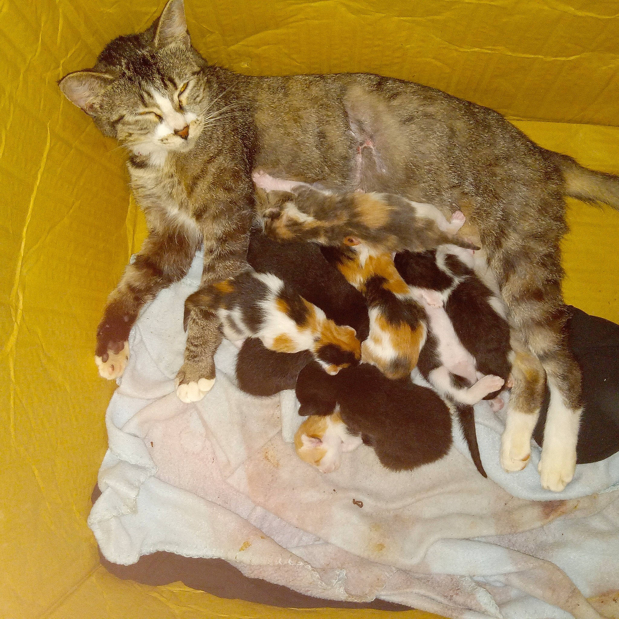 Paulita is registered to the contest to win money with this photo: carnivore, cat, claw, comfort, domestic_short_haired_cat, felidae, fur, paw, small_to_medium_sized_cats, snout, tail, terrestrial_animal, whiskers, wildlife