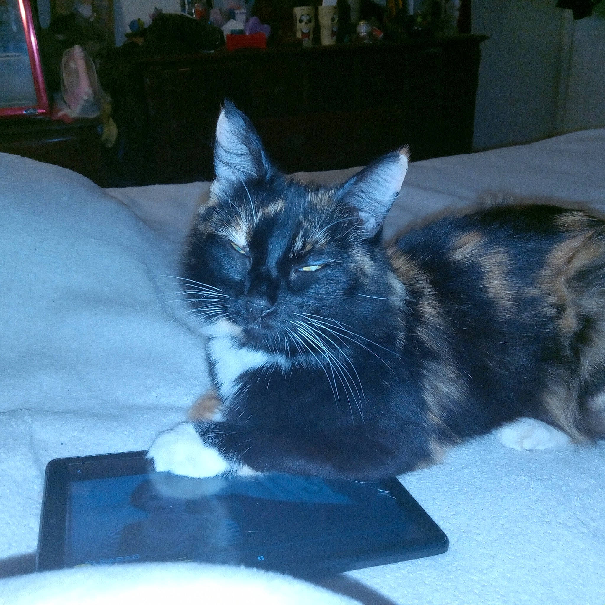 Sharon joined the competition — help win amazing prizes! black_cat, carnivore, cat, claw, comfort, couch, domestic_short_haired_cat, electric_blue, felidae, fur, grey, paw, plant, sitting, small_to_medium_sized_cats, snout, tail, whiskers, window, windshield