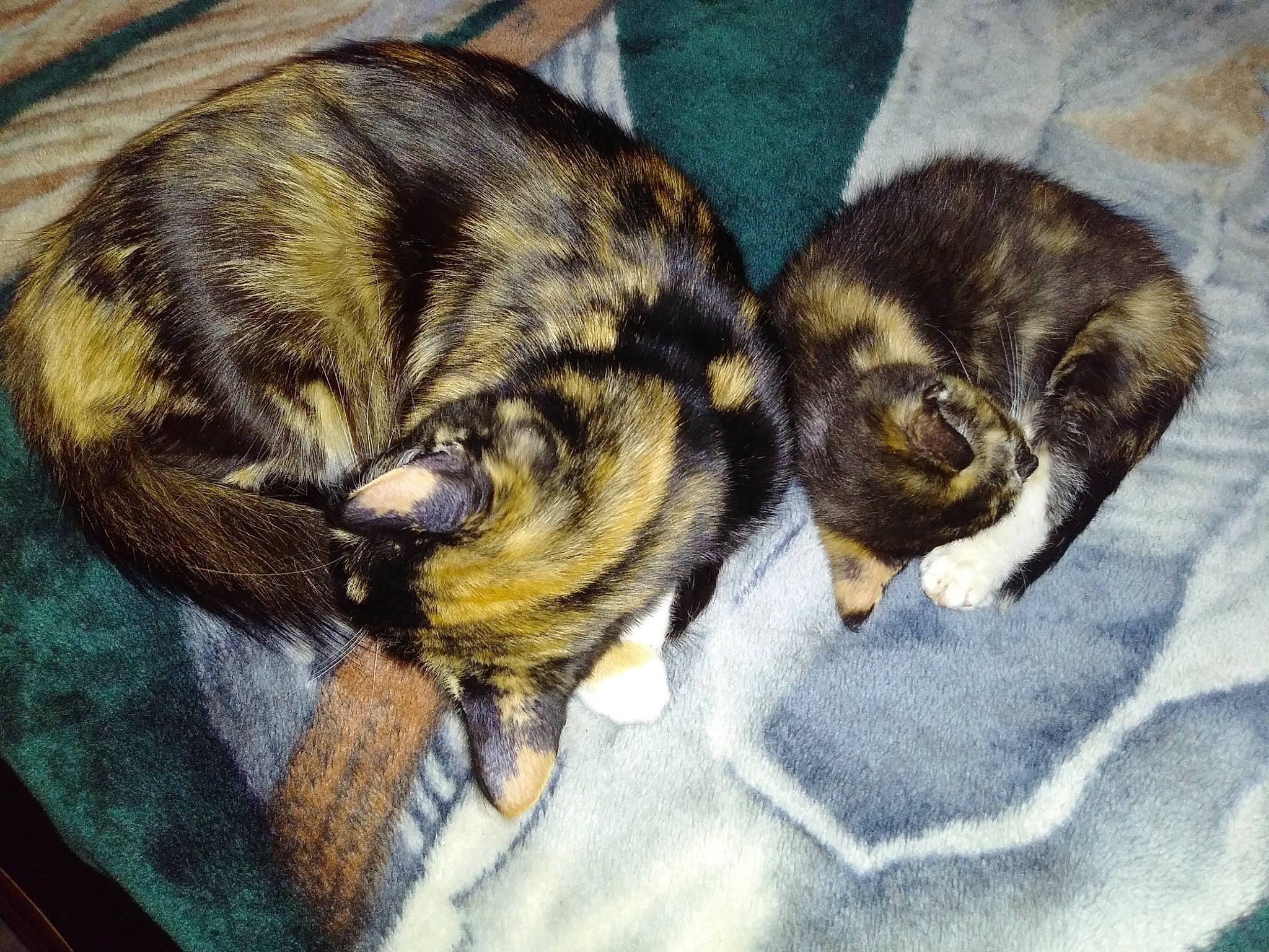 Sharon joined the competition — help win amazing prizes! blanket, canidae, carnivore, cat, claw, comfort, companion_dog, dog_breed, domestic_short_haired_cat, felidae, fur, liver, nap, paw, sleep, small_to_medium_sized_cats, sporting_group, tail, terrestrial_animal, whiskers