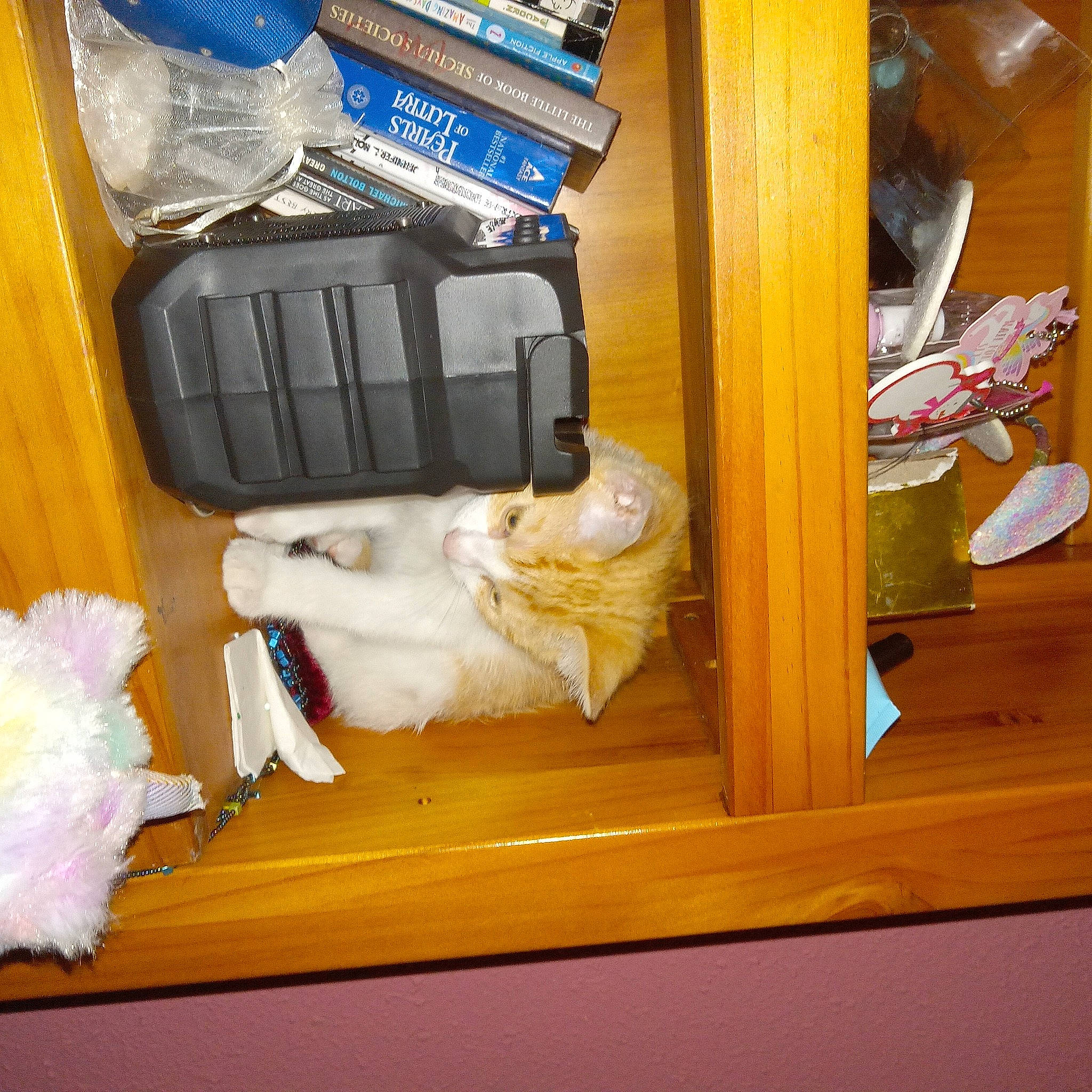 Princess Angela joined the competition — help win amazing prizes! baggage, box, drawer, electric_blue, electrical_wiring, gas, glove, hardwood, machine, plastic, plastic_bag, room, safety_glove, shelf, shelving, varnish, wood, wood_stain