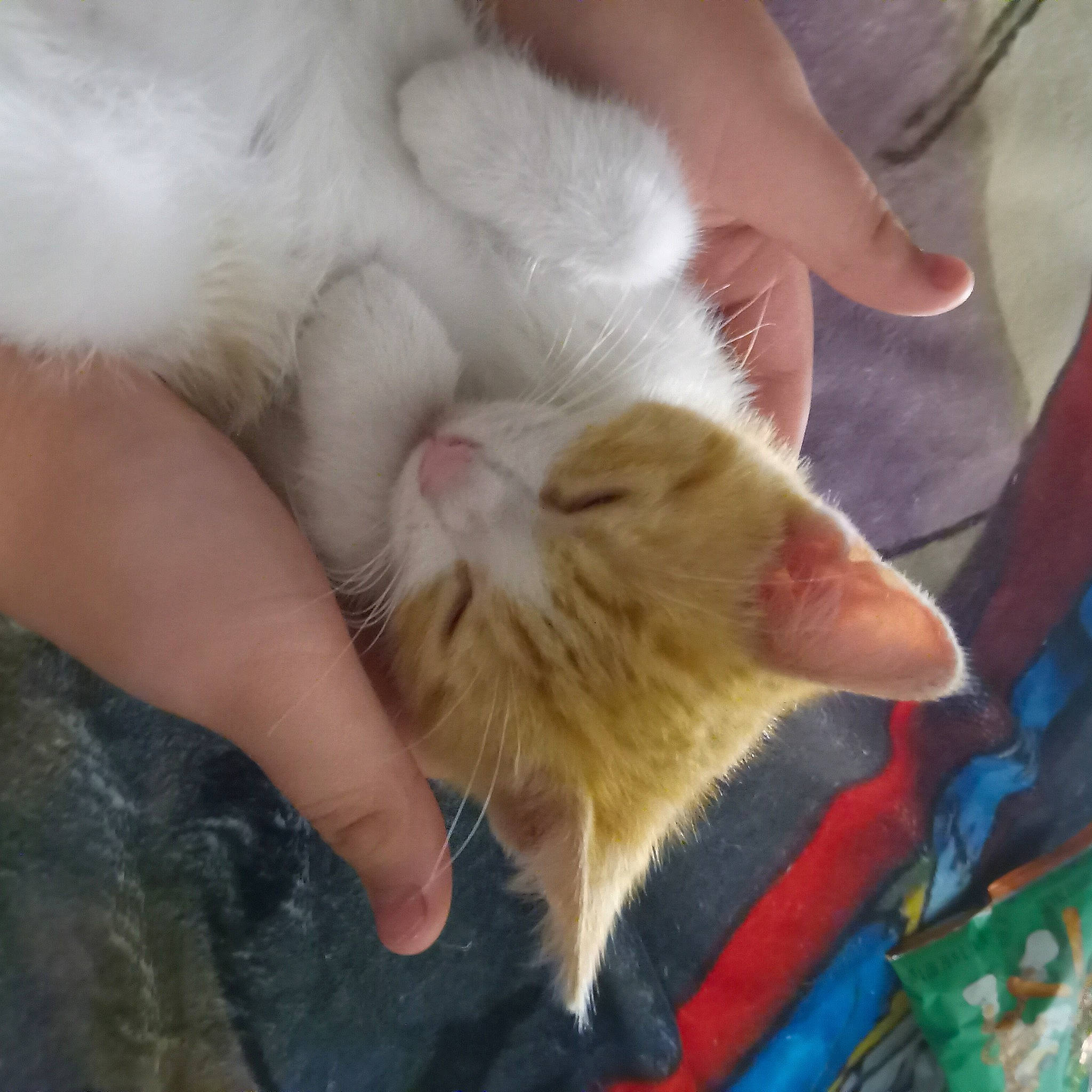 Princess Angela is registered to the contest to win money with this photo: carnivore, cat, child, claw, comfort, domestic_short_haired_cat, ear, fawn, felidae, finger, foot, fur, gesture, hand, nail, paw, small_to_medium_sized_cats, snout, tail, whiskers