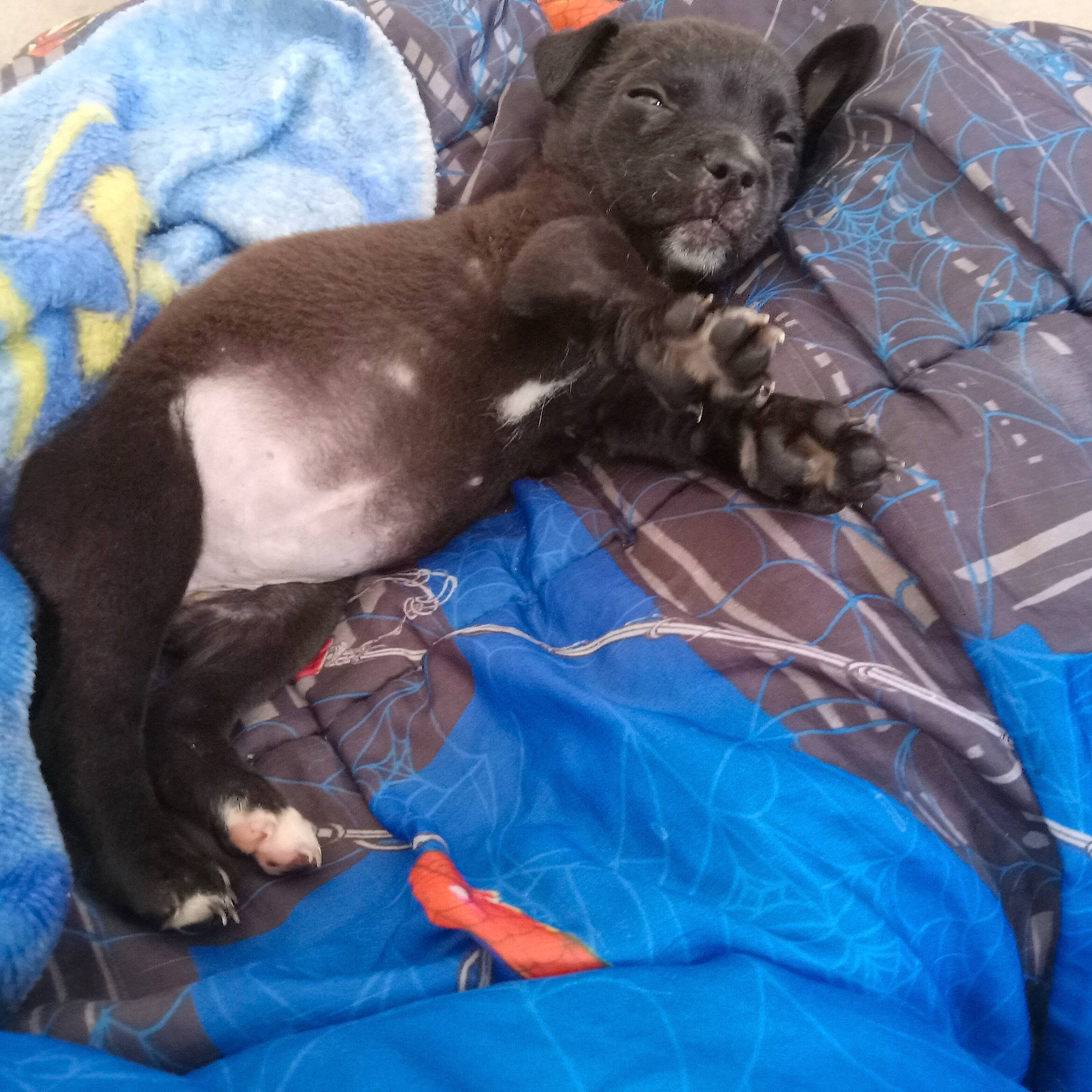 Milagros joined the competition — help win amazing prizes! art, blue, carnivore, comfort, companion_dog, dog, dog_breed, electric_blue, fur, linens, liver, terrestrial_animal, toy_dog, whiskers, working_animal