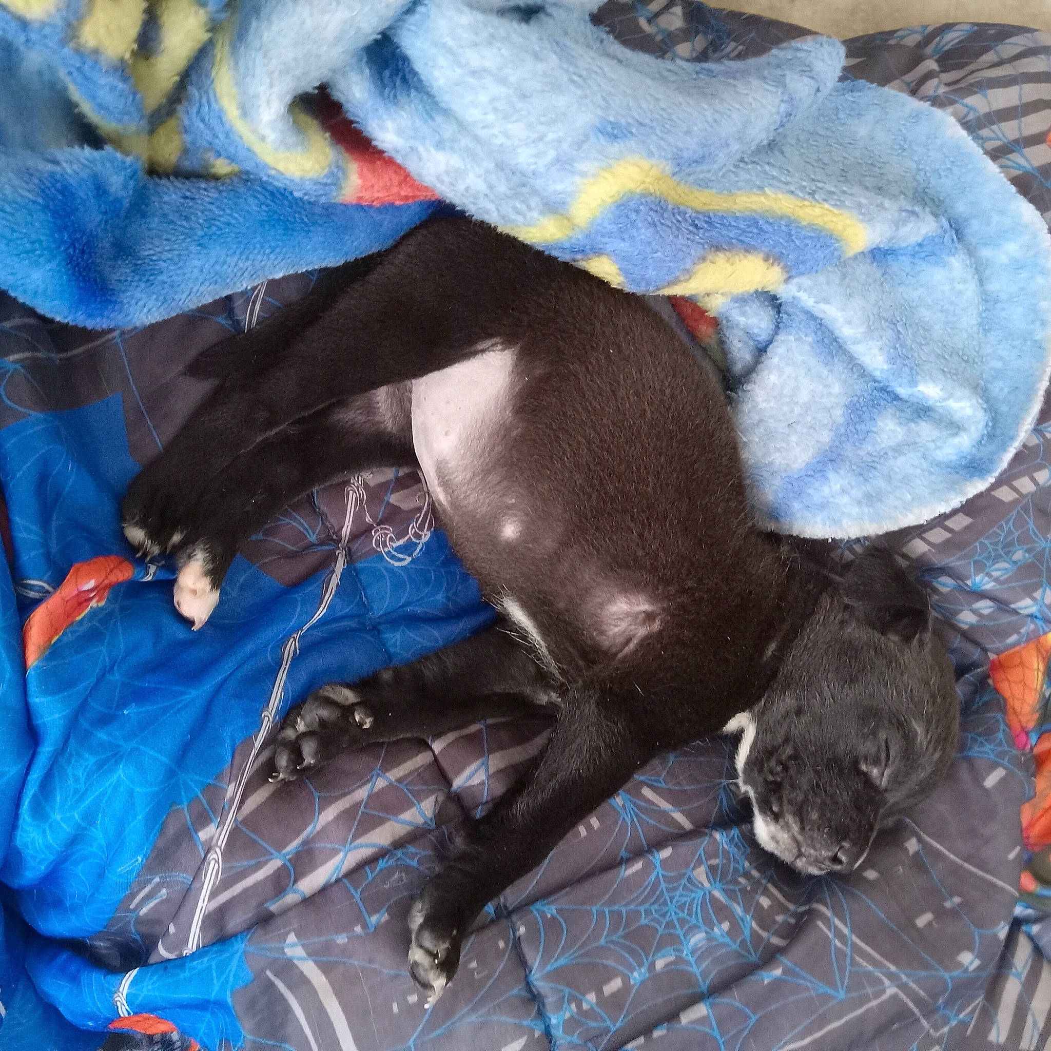 Milagros joined the competition — help win amazing prizes! canidae, carmine, carnivore, comfort, companion_dog, dog, dog_breed, electric_blue, fawn, foot, fur, human_leg, knee, linens, nap, snout, sporting_group, tail, thigh, working_animal