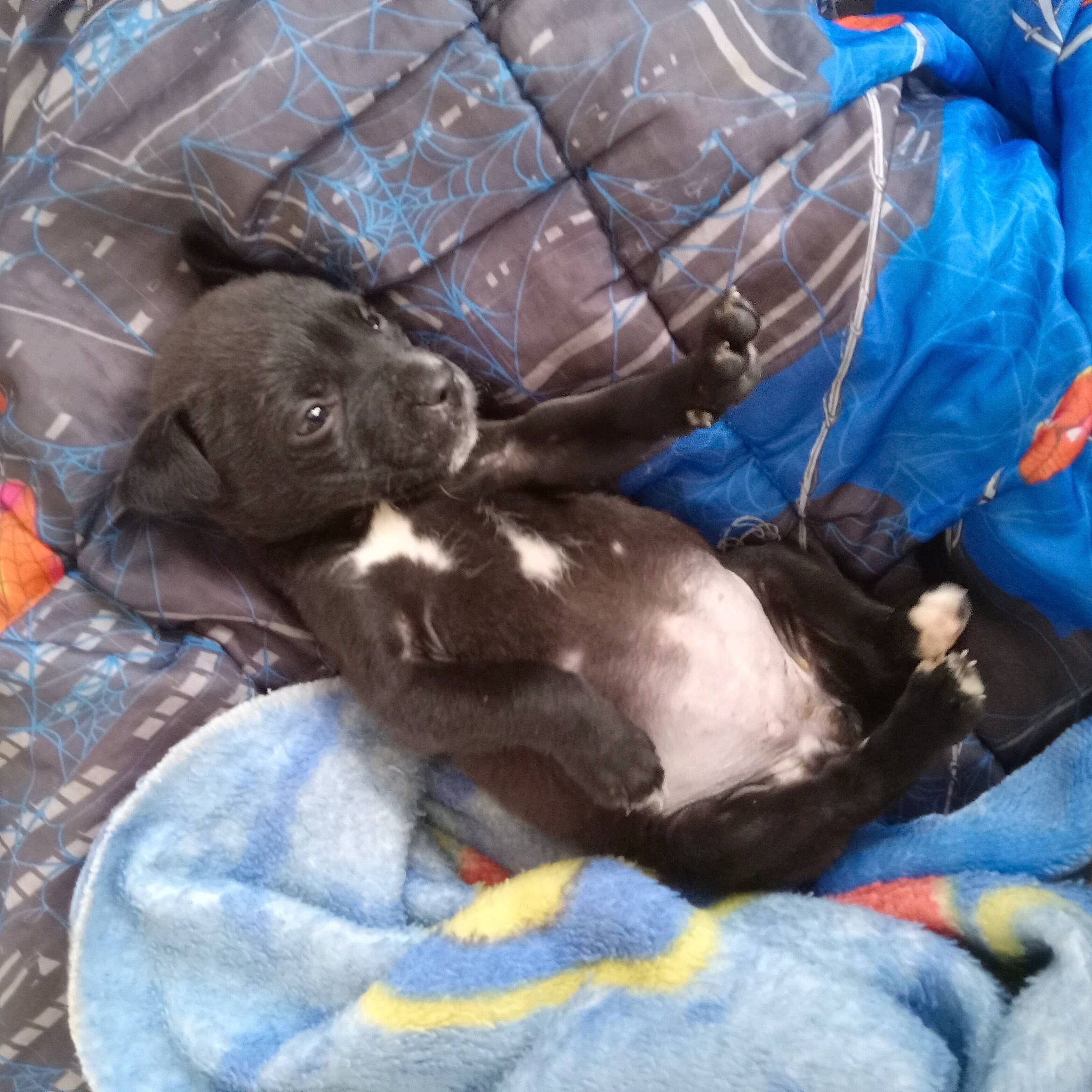 Milagros joined the competition — help win amazing prizes! black_cat, canidae, carnivore, comfort, companion_dog, dog_breed, electric_blue, felidae, fur, liver, nap, non_sporting_group, small_to_medium_sized_cats, snout, sporting_group, tail, terrestrial_animal, toy_dog, whiskers, working_animal