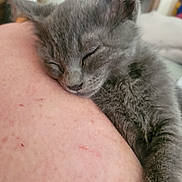Luke joined the competition — help win amazing prizes! animal, close_up, companion, cozy, cute, domestic_cat, feline, friendship, fur, gray_fur, indoor, kitten, nap, peaceful, pet, relaxation, resting, sleeping, soft, warm
