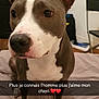 Naya a rejoint le concours — aidez-le/la à gagner de superbes lots ! ancient_dog_breeds, bull_and_terrier, bull_terrier, bull_terrier_miniature, canidae, carnivore, collar, companion_dog, dog, dog_breed, english_white_terrier, fawn, metal, non_sporting_group, old_english_terrier, pet_supply, sporting_group, terrestrial_animal, whiskers, working_animal