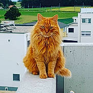 Gyzmo a rejoint le concours — aidez-le/la à gagner de superbes lots ! cat, orange_cat, fluffy, sitting, concrete, ledge, urban, buildings, greenery, outdoor, daylight, animal, pet, fur, whiskers, tail, ears, eyes, nature, background