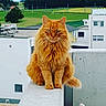cat, orange_cat, fluffy, sitting, concrete, ledge, urban, buildings, greenery, outdoor, daylight, animal, pet, fur, whiskers, tail, ears, eyes, nature, background