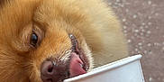 Valentino joined the competition — help win amazing prizes! brown, closeup, cup, cute, dog, drink, fur, hand, licking, manicure, muzzle, nail, outdoor, pavement, person, pet, pomeranian, small, starbucks, tongue